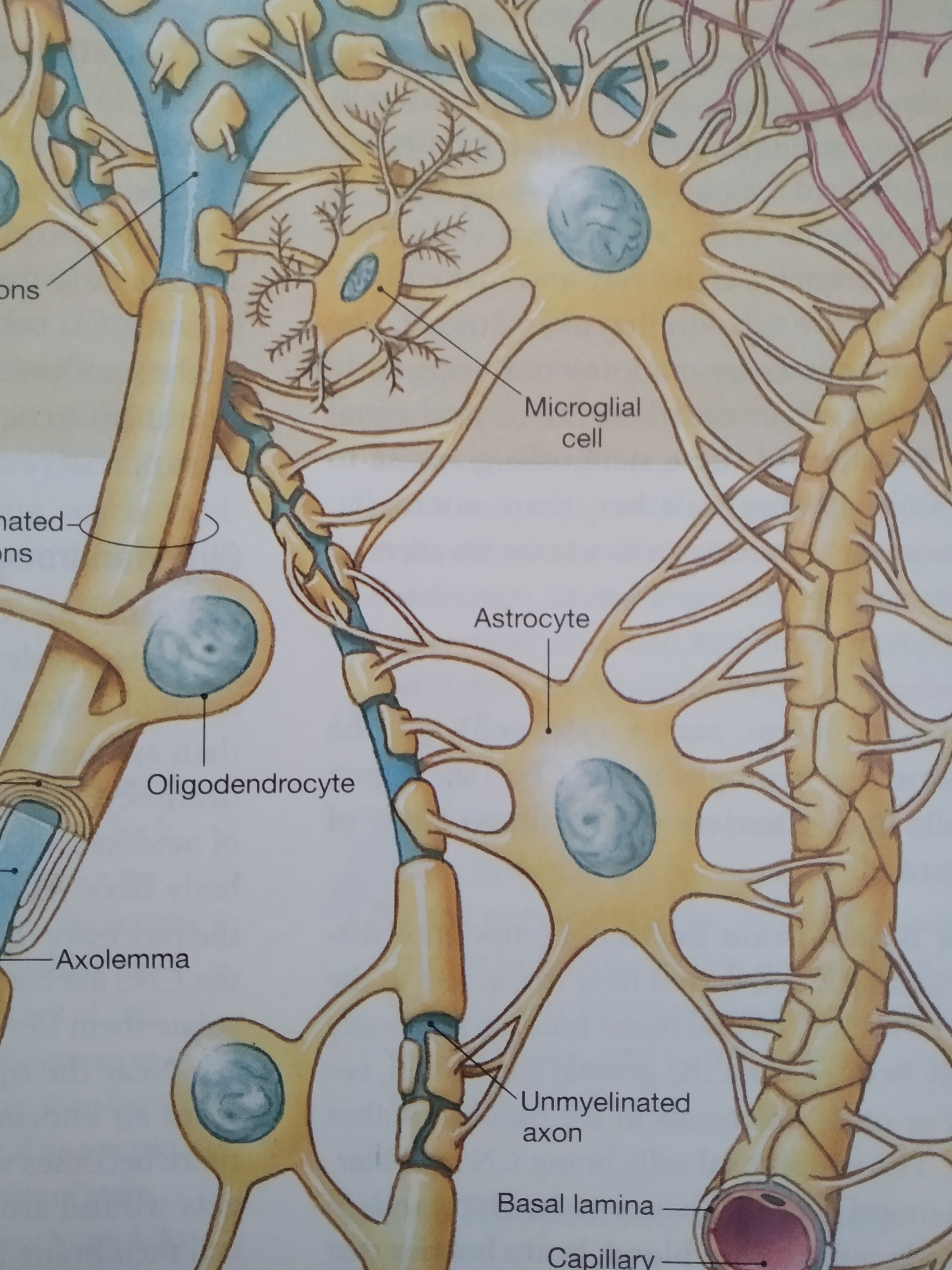 Astrocyctes are specialized brain cells that support lifelong neurogenesis.