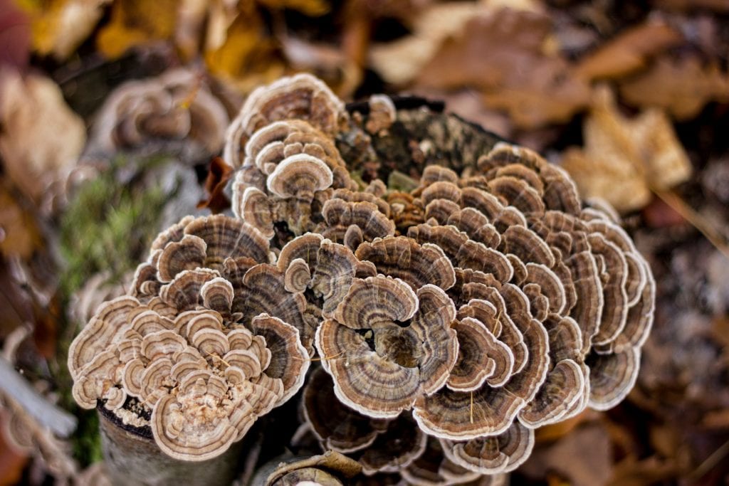 Medicinal mushrooms - turkey tail has brain antioxidant, bone health and gastrointestinal health properties, perfect for healthy aging.