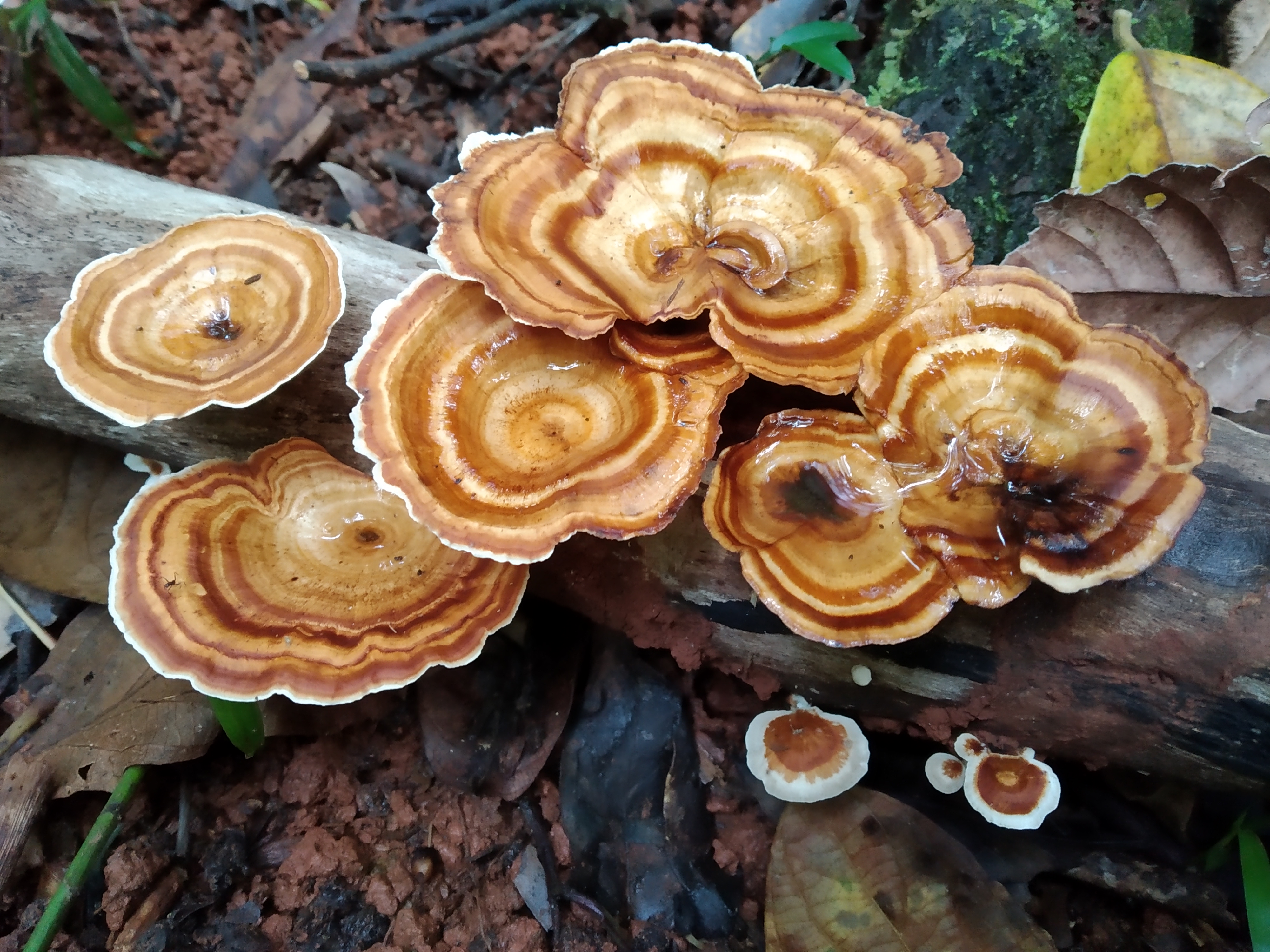 Reishi mushrooms are adaptogens that support healthy immune and endocrine function. 