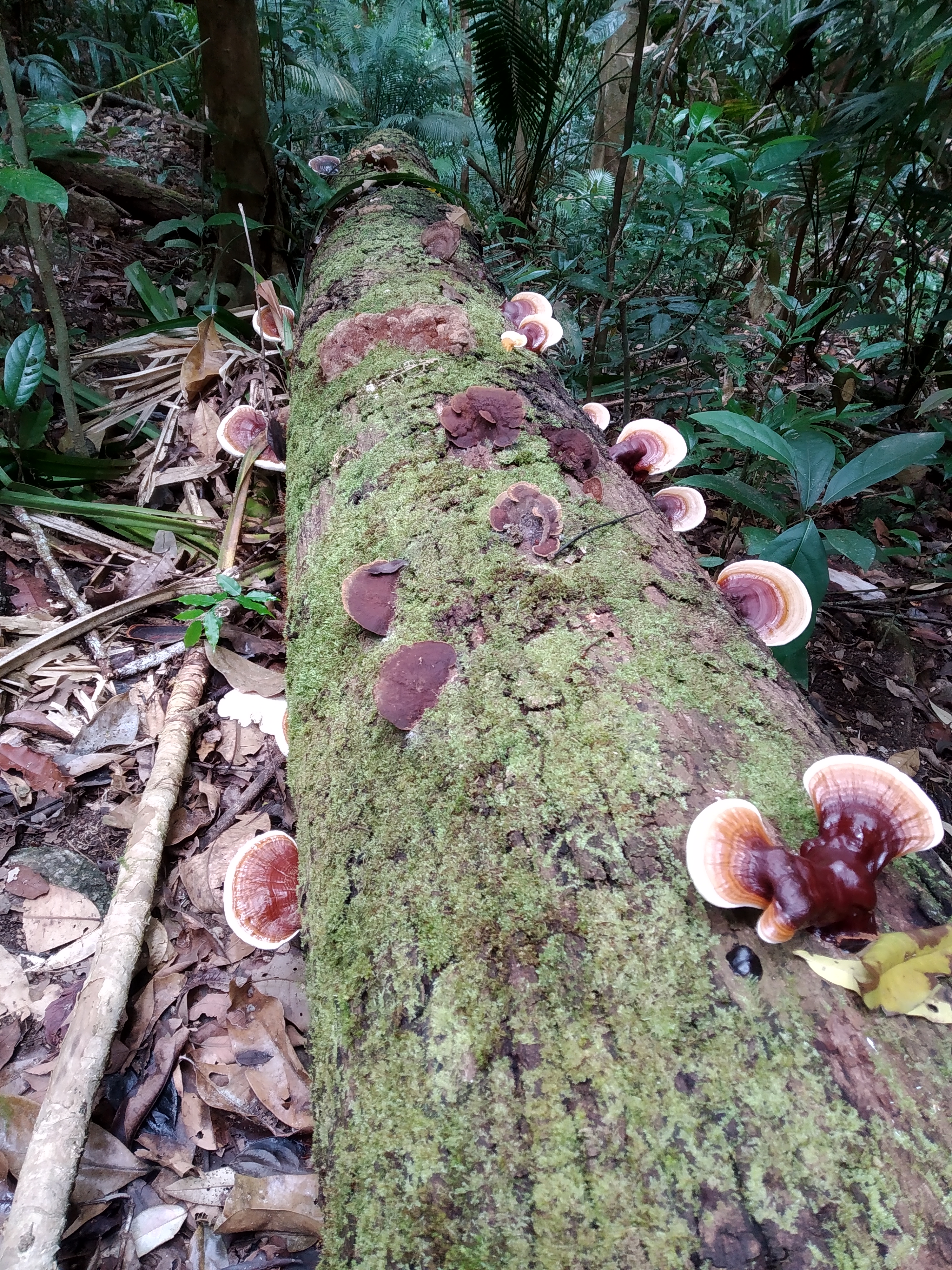 Reishi mushrooms growing on tree bark — adaptogenic mushroom for immunity, stress, and longevity.