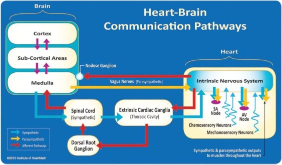 The neurological pathways between the heart and brain that explain the diverse health implications of HRV or Heart Rate Variability. 