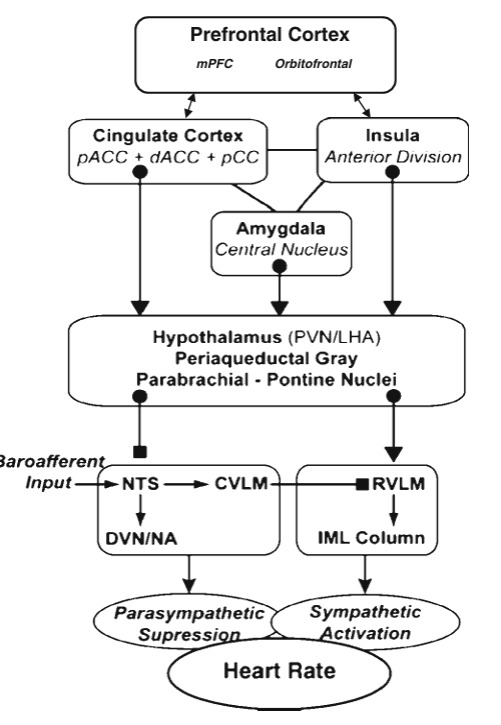 Neural pathways from the prefrontal cortex influence sympathetic and parasympathetic control of the heart influencing HRV. 