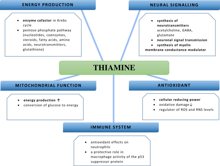 Diagram illustrating benfotiamine's role in glucose metabolism within the brain.